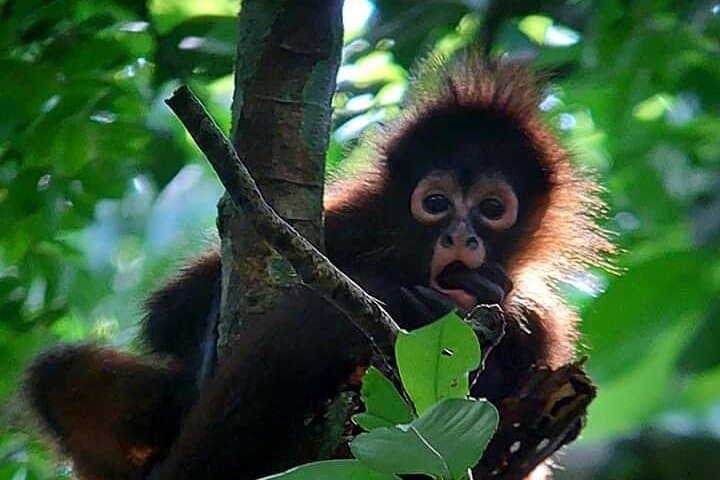 Explore Corcovado: 3-Day Sirena Biological Station Wildlife Expedition photo 5