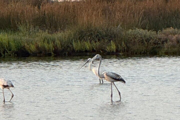 Bird Watching in Aveiro: Guided Ria de Aveiro Salt Pans Walk photo 6
