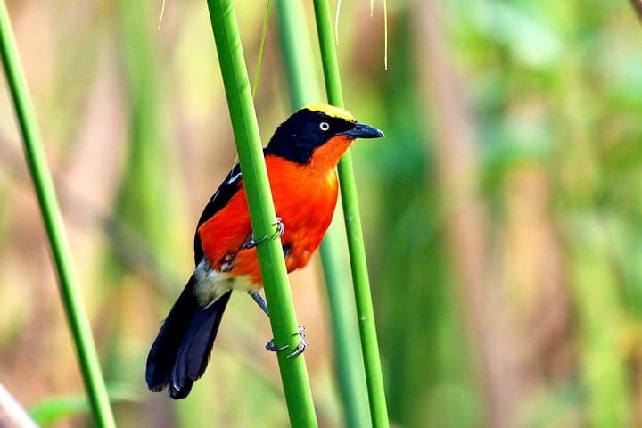 Day Birdwatching Around Kigali: Nyandungu, Umusambi & Gashora Wetlands photo 1