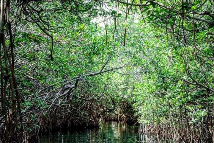 Speedboat and Snorkeling Adventure in Cancun — Nichupté Lagoon to Punta Nizuc Reef photo 4