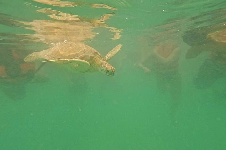 Snorkel with Akumal Turtles & Explore an Underground Cenote — Day Trip from Playa del Carmen photo 2