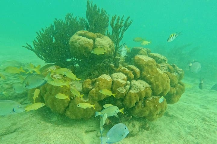 Snorkel with Akumal Turtles & Explore an Underground Cenote — Day Trip from Playa del Carmen
