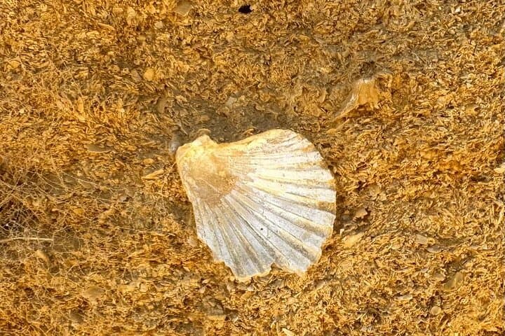 Albero Quarry Guided Tour: Explore Seville’s Golden Stone and Mining History photo 6