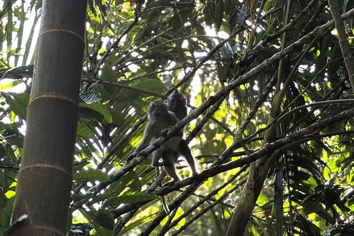 Mount Batukaru Jungle Trek: Waterfalls, Sacred Temples & Village Life in Bali photo 1