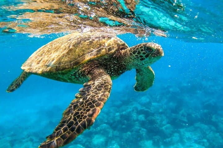 VIP Hula Hula & Giftun Island Snorkeling Day Trip from Hurghada photo 6