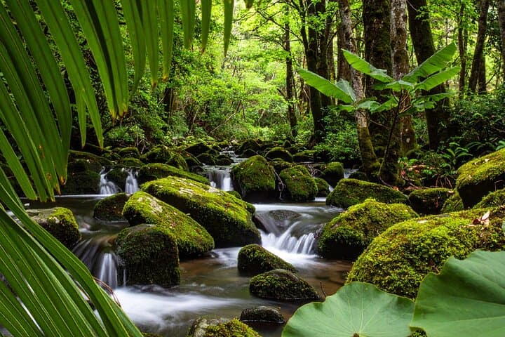 Villalba River Swim and Tropical Flora Identification — 2‑Hour Forest Experience