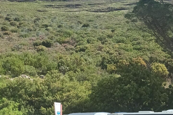 Table Mountain Cable Car: Half-Day Rotating Ride and Summit Walk in Cape Town photo 3