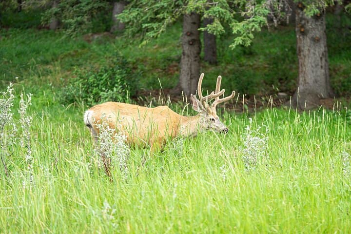 16-Day Premium Tour: Western Canada & Vancouver Island — Rockies to Pacific photo 4