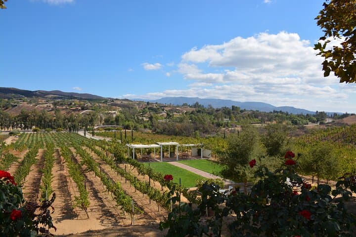 Temecula Saturday Legacy Wineries Intimate Tour: Vineyard Walks, Lunch & Chocolate Pairings photo 2