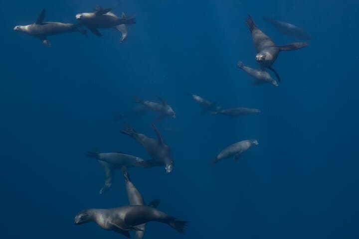 Sea Lion Snorkel at Espíritu Santo Island — Private Trip photo 4