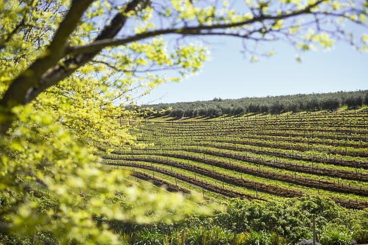 Half-Day Constantia Wine Tour: Groot Constantia Cellar Tour & Beau Constantia Tastings photo 2
