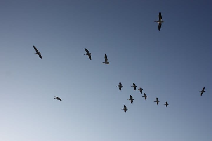 Xochimilco Floating Gardens Stroll: Chinampas, Birds & Traditional Meals photo 4