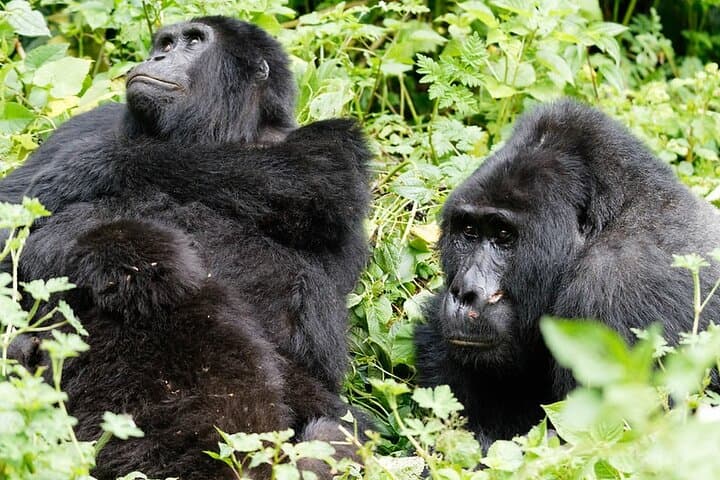 3-Day Gorilla Trekking Safari in Bwindi Impenetrable Forest — Rushaga Gorilla Trek Guide