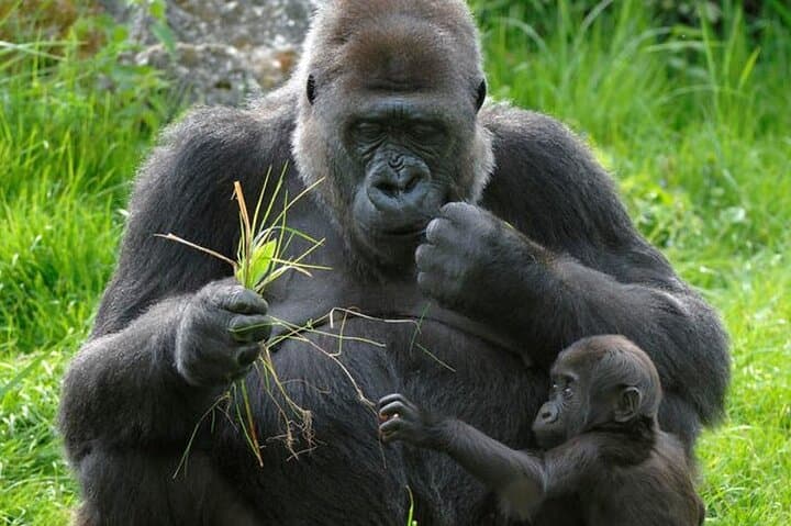 3-Day Gorilla Trekking Safari in Bwindi Impenetrable Forest — Rushaga Gorilla Trek Guide photo 2