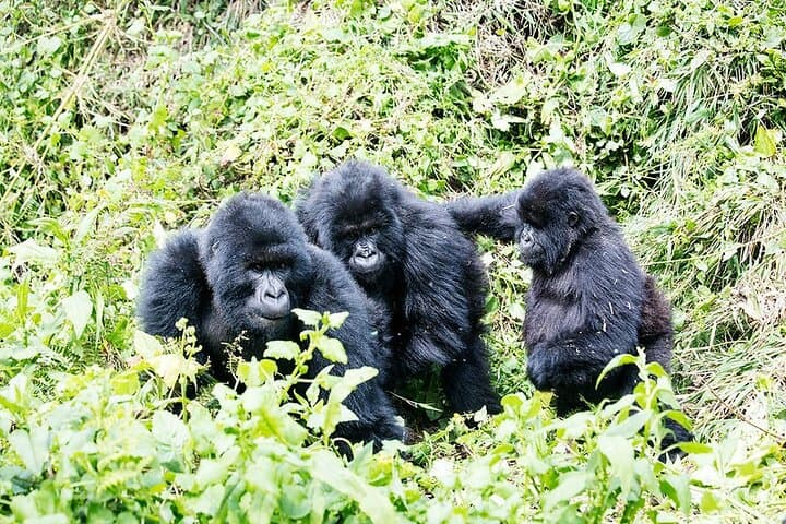 3-Day Gorilla Trekking Safari in Bwindi Impenetrable Forest — Rushaga Gorilla Trek Guide photo 3