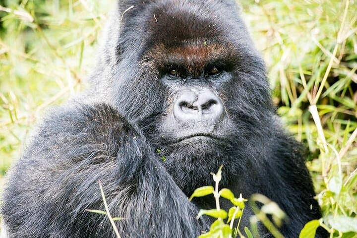 3-Day Gorilla Trekking Safari in Bwindi Impenetrable Forest — Rushaga Gorilla Trek Guide photo 4