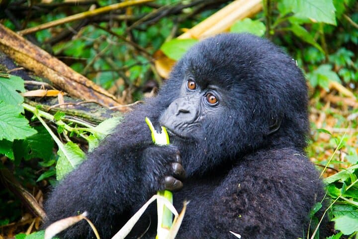 3-Day Gorilla Trekking Safari in Bwindi Impenetrable Forest — Rushaga Gorilla Trek Guide photo 5