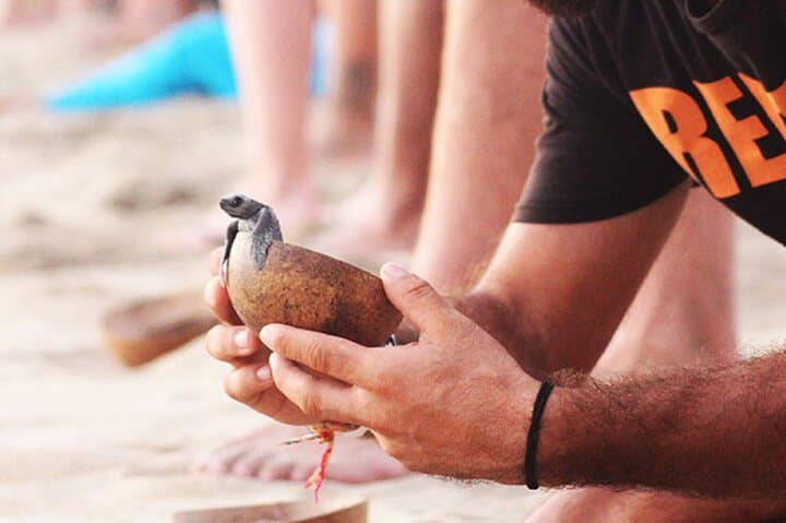 Sunset Sea Turtle Release in Puerto Escondido — Guided Beach Release & Conservation Talk photo 2