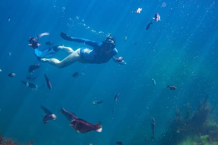 Aldermen Islands Boat Tour from Tairua — Coromandel Wildlife & Snorkelling Adventure photo 4