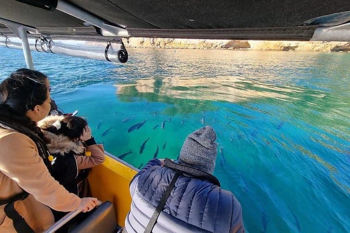 Cathedral Cove Guided Boat Tour: 2-Hour Marine Reserve Cruise from Hahei photo 3