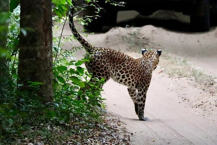 Wilpattu Wild Haven Safari from Anuradhapura — Full-Day Leopard & Elephant Experience
