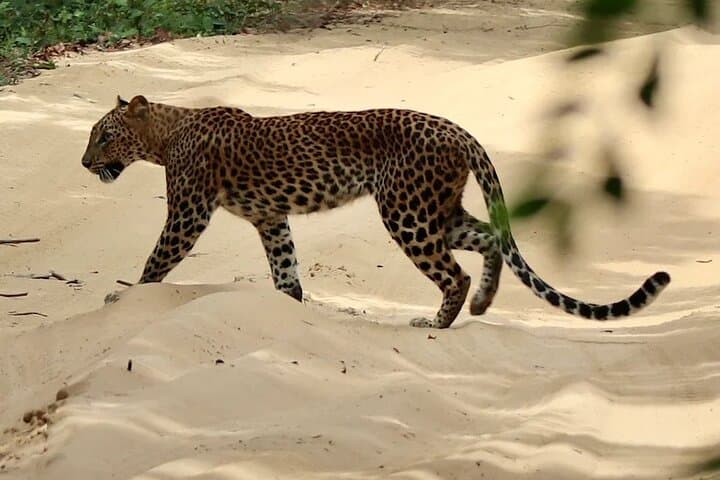 Wilpattu Wild Haven Safari from Anuradhapura — Full-Day Leopard & Elephant Experience photo 2