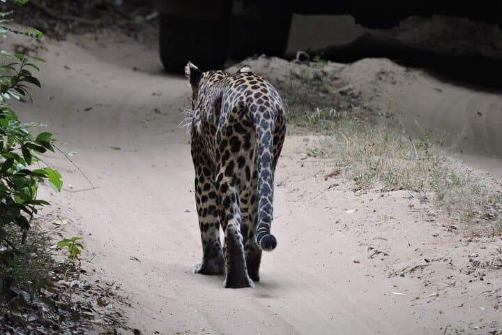Wilpattu Wild Haven Safari from Anuradhapura — Full-Day Leopard & Elephant Experience photo 3