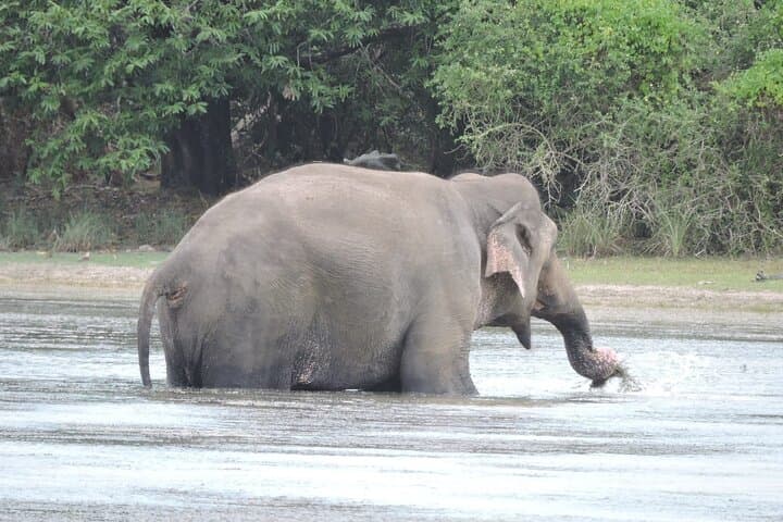 Wilpattu Wild Haven Safari from Anuradhapura — Full-Day Leopard & Elephant Experience photo 4