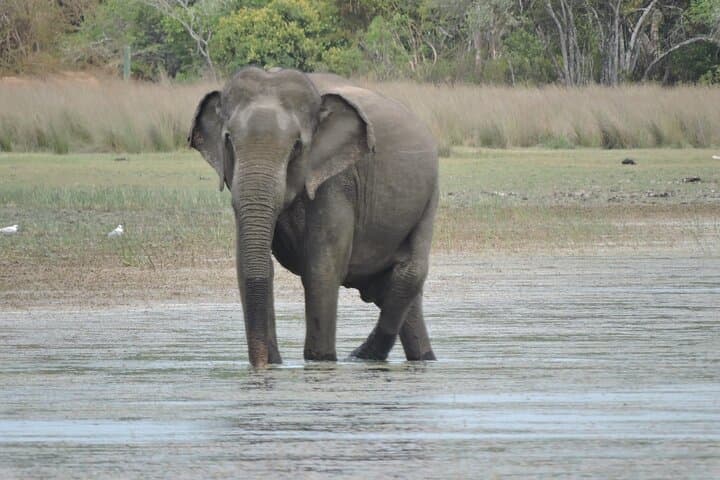 Wilpattu Wild Haven Safari from Anuradhapura — Full-Day Leopard & Elephant Experience photo 5