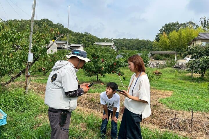 Karaku Peach Orchard Walk: Kurashiki Farm Tour & Momo-tein Tasting