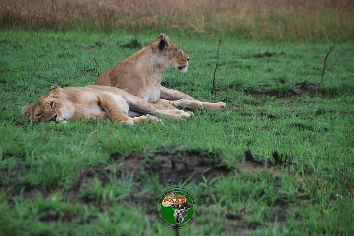 11-Day Honeymoon Private Safari: Amboseli, Masai Mara & Diani Beach photo 2