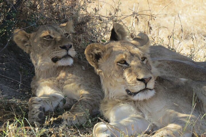 Full-Day Hwange Safari from Victoria Falls — Elephant Herds & Waterhole Game Drive