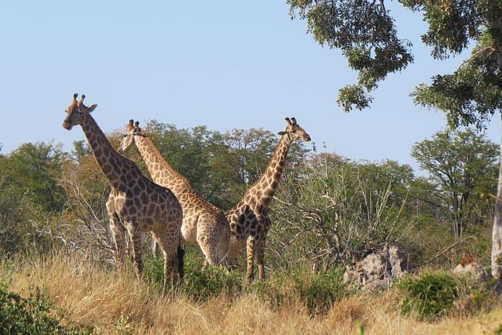 Full-Day Hwange Safari from Victoria Falls — Elephant Herds & Waterhole Game Drive photo 4