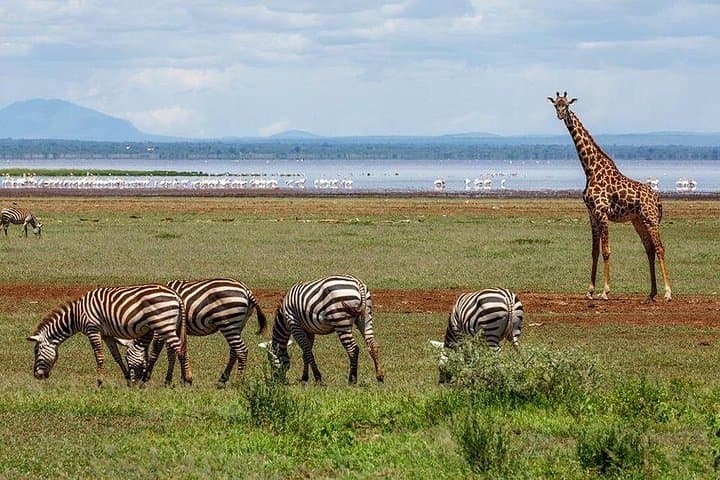 Inside Ngorongoro Crater: Full-Day Wildlife & Nature Tour with Picnic Lunch photo 3
