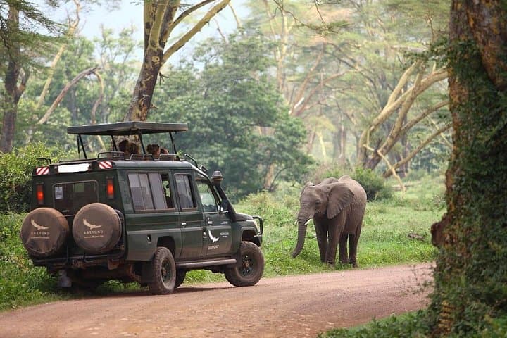 Inside Ngorongoro Crater: Full-Day Wildlife & Nature Tour with Picnic Lunch photo 4