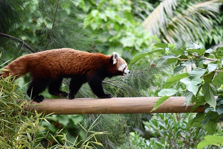 Barcelona Zoo Entrance Ticket — Explore Parc de la Ciutadella's Historic Animal Collection photo 1