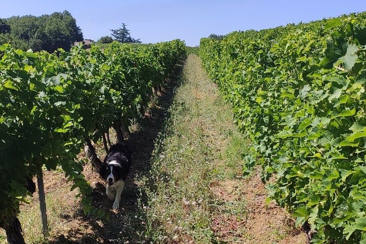 Gaillac Wine Escape from Toulouse — Small-Group Tastings & Winemaker Visits photo 4