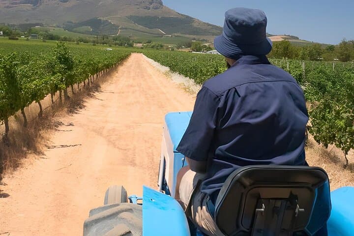 stellenbosch-wine-tractor-hop-on-hop-off-tour photo 2