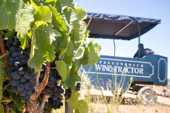 stellenbosch-wine-tractor-hop-on-hop-off-tour photo 5
