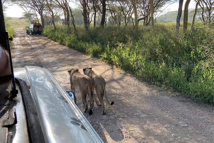 Exploring Nairobi National Park: Kenya’s Urban Wildlife Sanctuary Game Drive photo 2