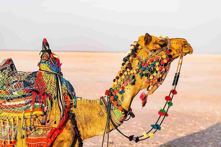 3-Day Private Rann of Kutch Tour from Ahmedabad — Rann Utsav & Tent City Experience