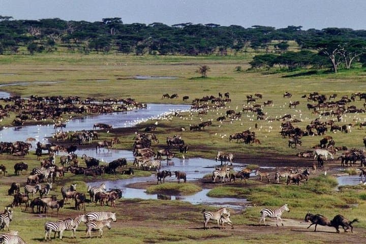 Inside Ngorongoro Crater: Full-Day Wildlife & Nature Tour with Picnic Lunch photo 1