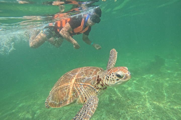 Sea Turtle Snorkeling in Akumal — Small-Group Guided Snorkel with Turtles & Reefs photo 1