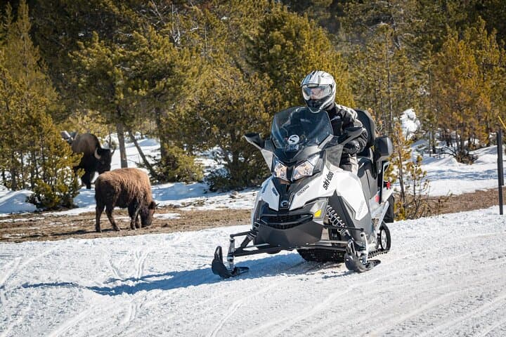 Yellowstone Grand Canyon Full-Day Snowmobile Tour from Jackson Hole photo 5