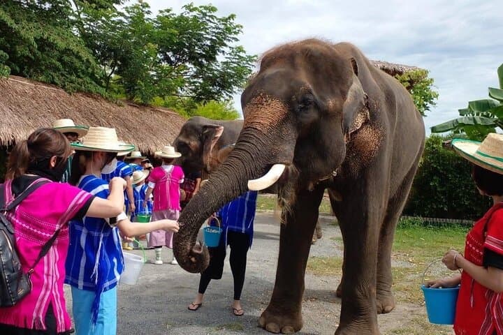 Chapulin Elephant Care & Bua Tong Sticky Waterfall — Ethical Encounters Near Chiang Mai
