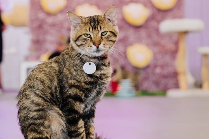 Cat Xperience in Austin: Play, Sip, and Meet Rescue Cats at the City’s Only Cat Lounge