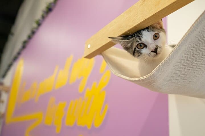 Cat Xperience in Austin: Play, Sip, and Meet Rescue Cats at the City’s Only Cat Lounge photo 2