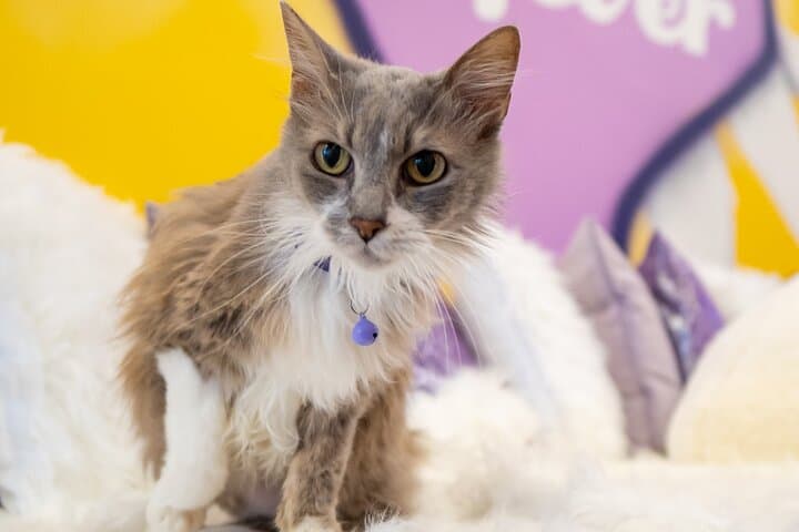Cat Xperience in Austin: Play, Sip, and Meet Rescue Cats at the City’s Only Cat Lounge photo 3