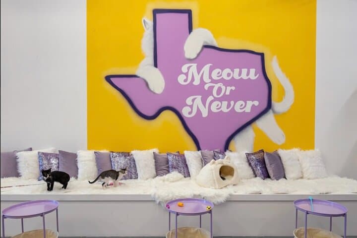 Cat Xperience in Austin: Play, Sip, and Meet Rescue Cats at the City’s Only Cat Lounge photo 4
