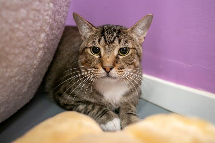 Cat Xperience in Austin: Play, Sip, and Meet Rescue Cats at the City’s Only Cat Lounge photo 5